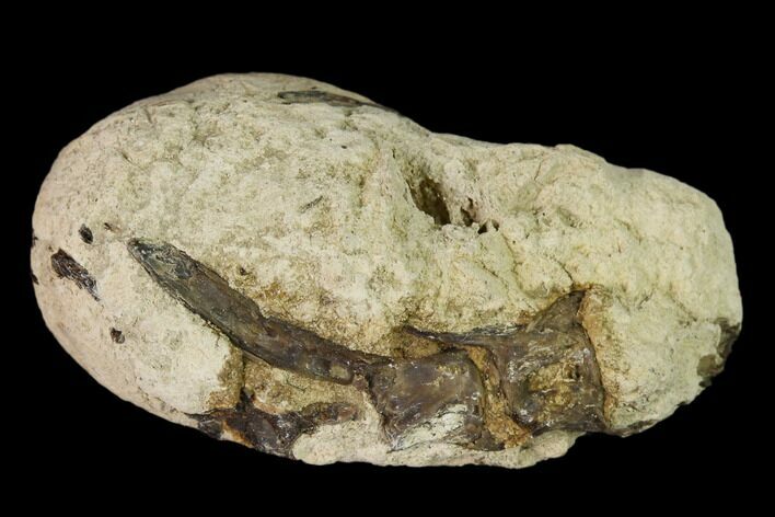 Cretaceous Fish Coprolite (Fossil Poop) with Bones - Kansas #136484